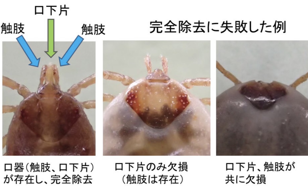 マダニに注意⚡️2023 | 名古屋市緑区の皮膚科・美容皮膚科ならあすか皮フ科クリニック